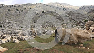 One Horse Scratching on Jagged Rock