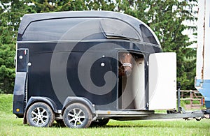 One horse standing in trailer waiting for competition