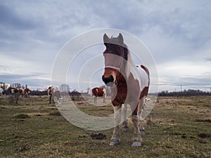 One horse stands on a pasture during a overcast day