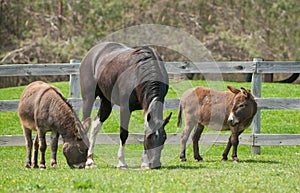 One horse and two donkeys in pasture together