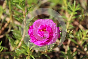 One hot pink flower of Portulaca grandiflora in the garden