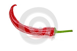 One hot red jalapeno pepper on white background