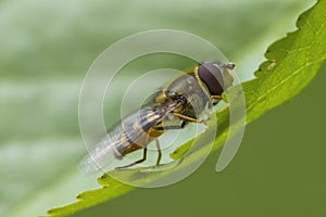 one hover fly sits on a green leaf