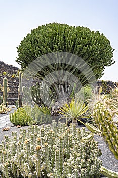 One of the huge cacti in Jardin de Cactus, Lanzarote, Spain