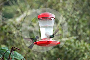 One hummingbird is feeding from the feeder while other is flying towards it