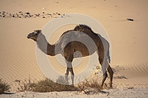 A one hump Dromedary camel camelus dromedarius in the Sinai desert