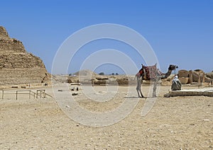 One hump dromedary camel standing with handler at the Djoser mortuary complex in Egyp.