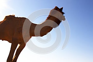 One-humped camel in bright sun of the desert