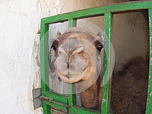 One-humped camel, C. dromedarius, close-up of face in Canary Islands