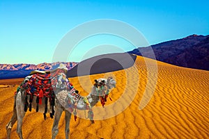 The one-humped camel - Dromedar
