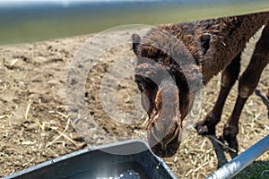 A one-humped camel in a paddock, stretching its neck at the viewer. Close-up of a camel. Camel in a pink bridle