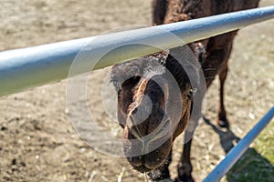 A one-humped camel in a paddock, stretching its neck at the viewer. Close-up of a camel. Camel in a pink bridle