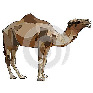 One-humped camel in vector