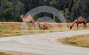 One-humped camels