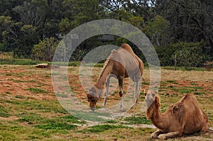 One-humped camels
