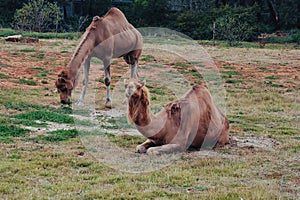 One-humped camels
