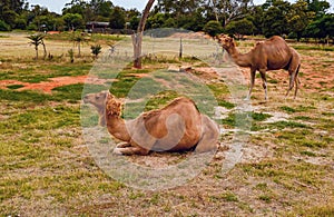 One-humped camels