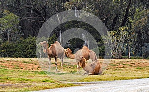 One-humped camels