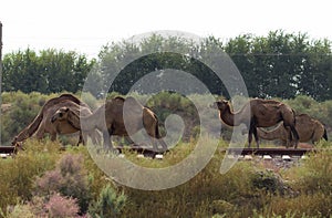 One humped camels on a walk