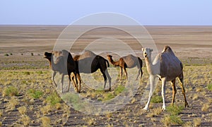 The one-humped dromedary camel in desert