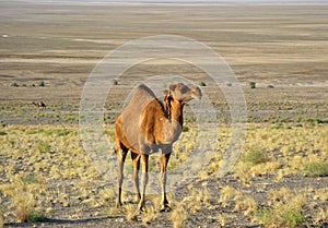 The one-humped dromedary camel in desert