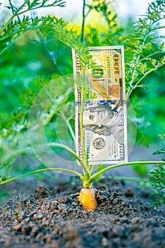 One hundred dollar bill on a bed with growing carrots close-up. Vertical photo of money in a garden bed in growing vegetables
