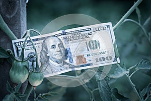 One hundred dollar bill in a bush of growing tomatoes in dark cold colors. Unfavorable conditions for farming. Money with a