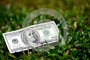 One hundred dollar bill on green grass