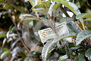 One hundred dollar bill on tree