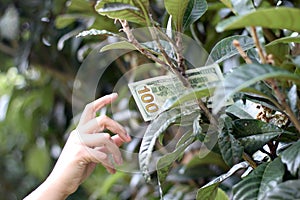 One hundred dollar bill on tree