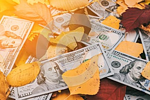 One hundred dollar bills in autumn foliage. US dollars bills sitting on a fall leaf background, money