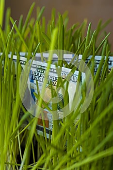 One hundred dollar bills in green grass