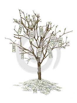 One hundred dollar tree