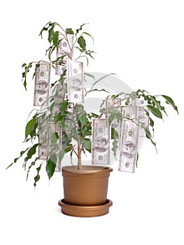 One hundred dollar tree