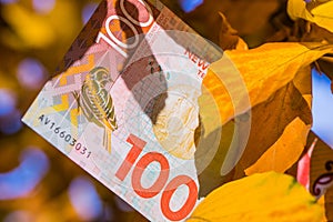 One hundred New Zealand dollars among autumn leaves
