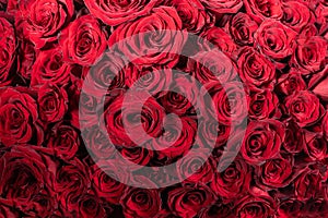 One hundred and one roses. Background of one hundred and one red roses