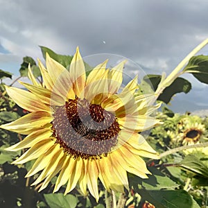 One of Hundreds of Beautiful Sunflowers in a Field