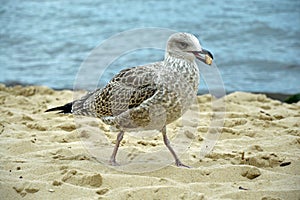 One hungry sea gull playing with a piece of food on the beach.