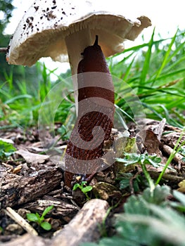 One hungry snail on a mushroom