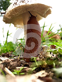 One hungry snail on a mushroom