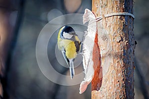 Hungry wild bird titmouse on a tree