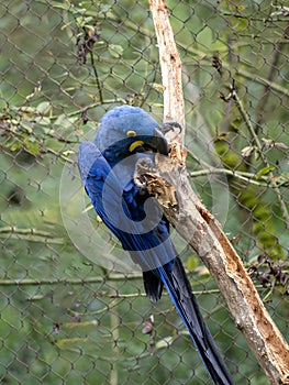 one Hyacinth Macaw, Anodorhynchus hyacinthinus, sits on a tree and nibbles on a dry branch