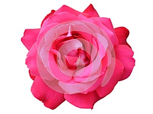 One Hybrid Tea rose flower 'Duftwolke'