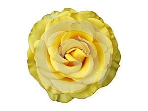 Hybrid Tea Rose `Golden Medallion`