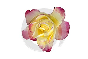 One hybrid tea yellow with pink edges rose `Pullman Orient Expre photo