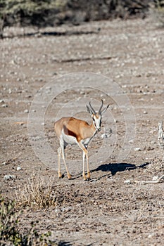 One Impala on the plains of Etosha