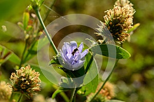 One indian bee trying to relax on beautiful Indian flower coverup with spider web