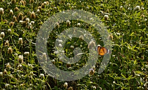 One indian butterfly trying to relax on beautiful Indian flowers field coverup with spider web