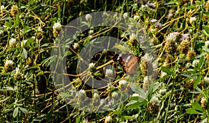 One indian butterfly trying to relax on beautiful Indian flowers field coverup with spider web