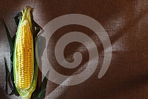 One indian corn ear on gray linen canvas